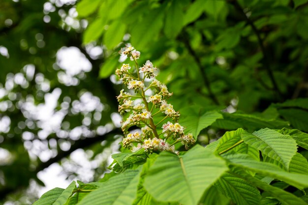 Fiori bianchi di castagno su sfondo di foglie di albero fuoco selettivo Fiori di castagno in fiore primaverile