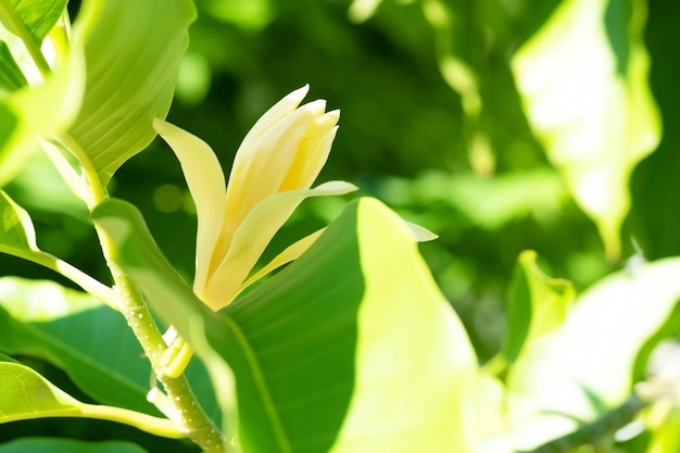 Fiori bianchi di Champaka e foglie verdi con luce solare.