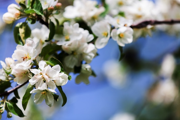 Fiori bianchi di ciliegia in una luce solare in primavera