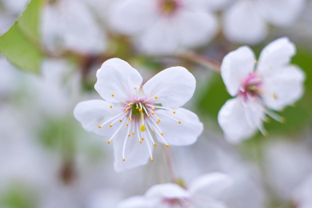 Fiori bianchi di ciliegio su sfondo blu cielo