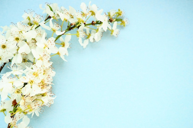 Fiori bianchi di ciliegio su sfondo blu Copia spazio per il testo Carta luminosa per la vacanza o l'invito Primavera