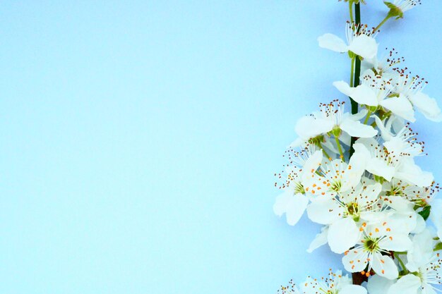 Fiori bianchi di ciliegio su sfondo blu Copia spazio per il testo Carta luminosa per la vacanza o l'invito Primavera