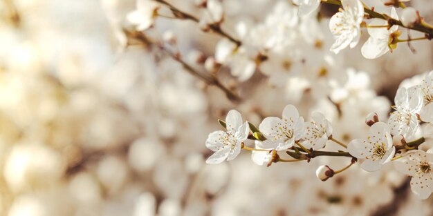 Fiori bianchi di fiori di ciliegio sul ciliegio da vicino Fioritura di petali bianchi di fiori di ciliegio Scena floreale luminosa con illuminazione naturale Sfondo per biglietto di auguri Copia spazio
