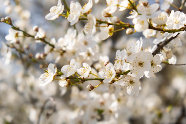 Fiori bianchi di fiori di ciliegio sul ciliegio da vicino Fioritura di petali bianchi di fiori di ciliegio Scena floreale luminosa con illuminazione naturale Sfondo per biglietto di auguri Copia spazio