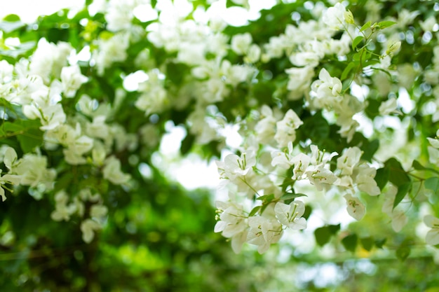 Fiori bianchi di fioritura della buganvillea in un giardino verde