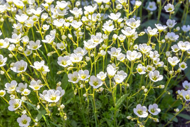 Fiori bianchi di fioritura nel giardino