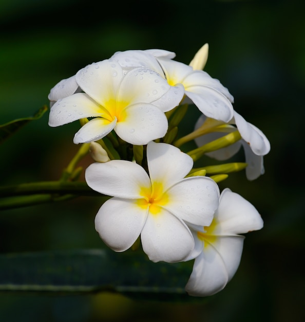 Fiori bianchi di frangipane