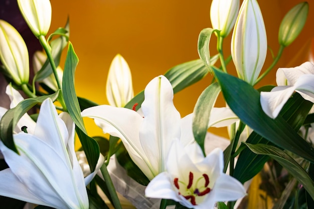 Fiori bianchi di giglio con foglie verdi