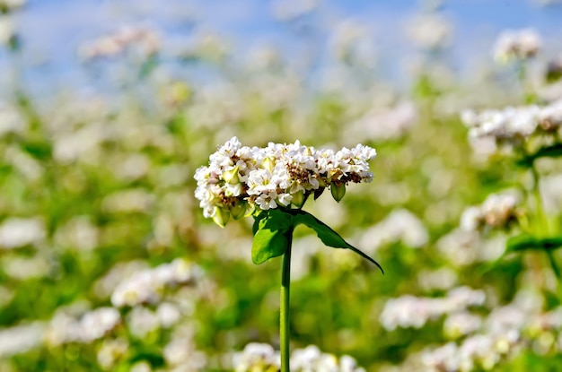 Fiori bianchi di grano saraceno sullo sfondo di foglie verdi e cielo blu