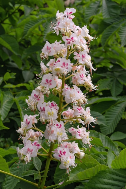 Fiori bianchi di infiorescenza di ippocastano