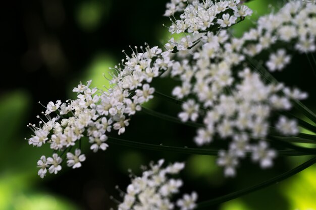 Fiori bianchi di infiorescenza