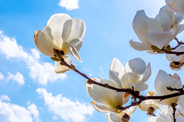 Fiori bianchi di magnolia su un ramo contro un cielo blu brillante
