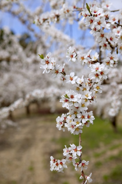 Fiori bianchi di mandorlo