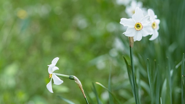 Fiori bianchi di narcisi Narcissus narcissus e jonquil in giardino sullo sfondo di erba verde