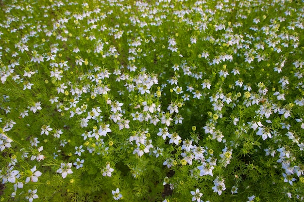 Fiori bianchi di Nigella sativa in fiore nel campo Vista dall'alto Texture di sfondo