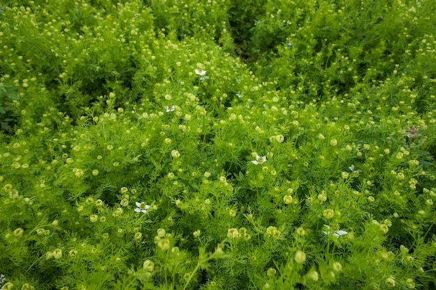 Fiori bianchi di Nigella sativa in fiore nel campo vista superiore sfondo della consistenza