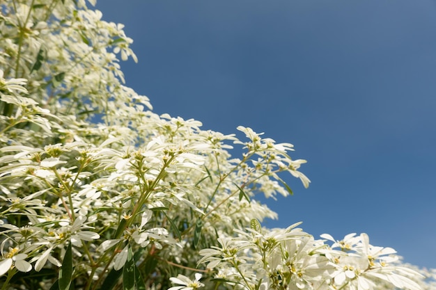 Fiori bianchi di pascuita, immagine del primo piano durante il giorno