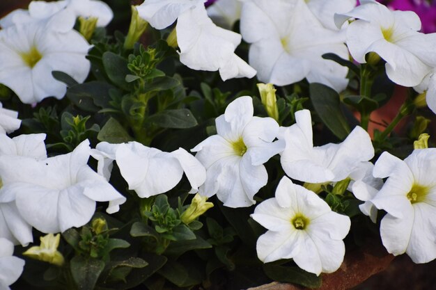 Fiori bianchi di petunia e foglie verdi Giardinaggio