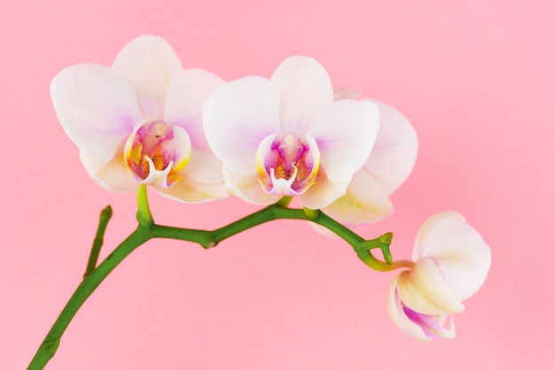 Fiori bianchi di phalaenopsis sul rosa