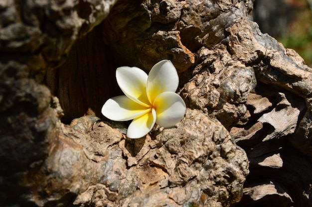 Fiori bianchi di plumeria su pavimenti in legno