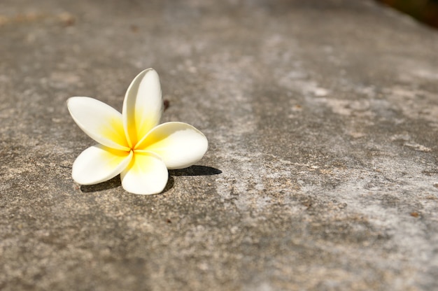 Fiori bianchi di plumeria sul pavimento