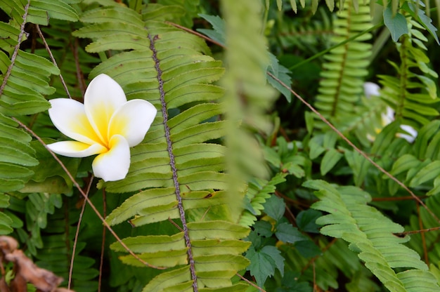 Fiori bianchi di plumeria sull&#39;erba