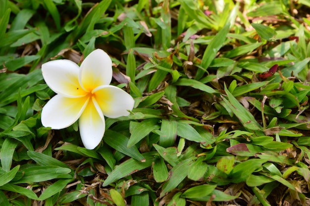 Fiori bianchi di plumeria sull&#39;erba