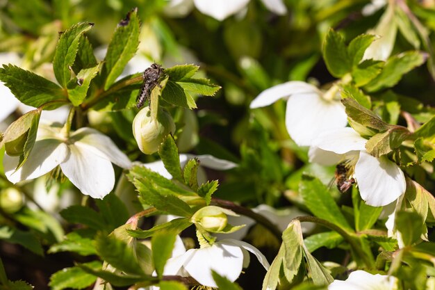 Fiori bianchi di primavera nel giardino