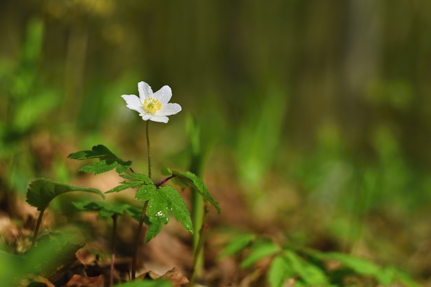 Fiori bianchi di primavera nell&#39;erba Anemone (Isopyrum thalictroides)