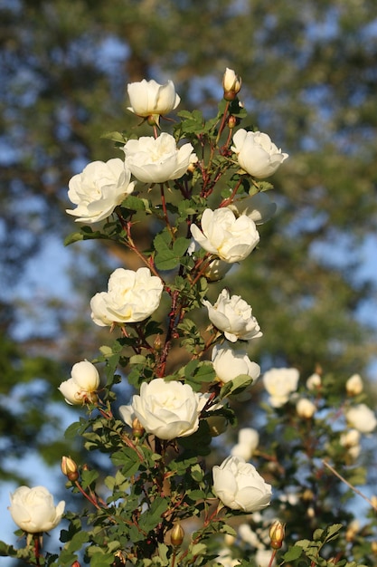 Fiori bianchi di radica rosa in un parco estivo Rose Alba