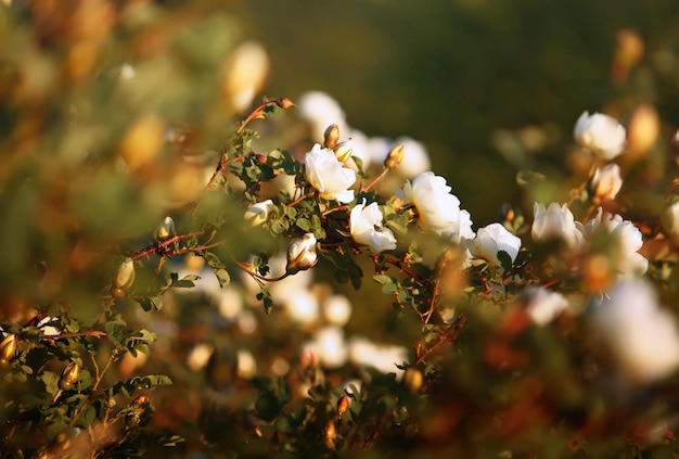 Fiori bianchi di radica rosa in un parco estivo Rose Alba