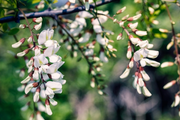 Fiori bianchi di robinia su un sentiero di campagna