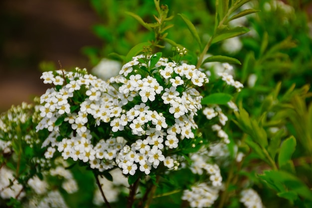 Fiori bianchi di spirea da vicino