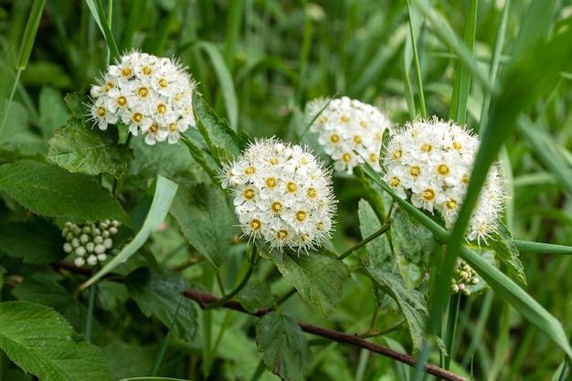 Fiori bianchi di spirea in fiore