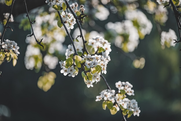 Fiori bianchi di un albero di pera in fiore