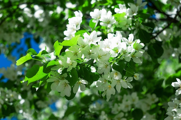 Fiori bianchi di un melo in fiore in primavera
