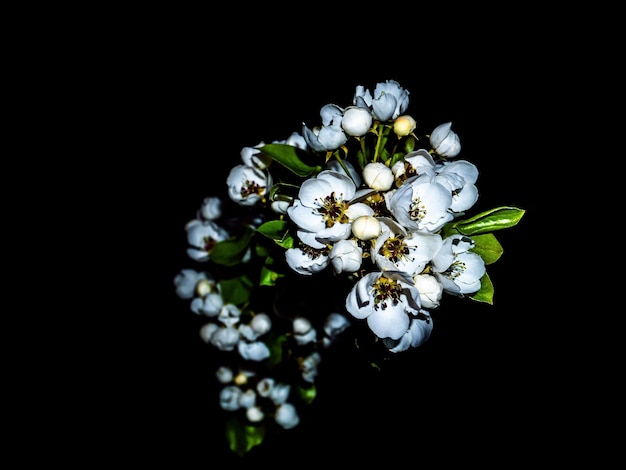 Fiori bianchi di un pero in fiore nel buio