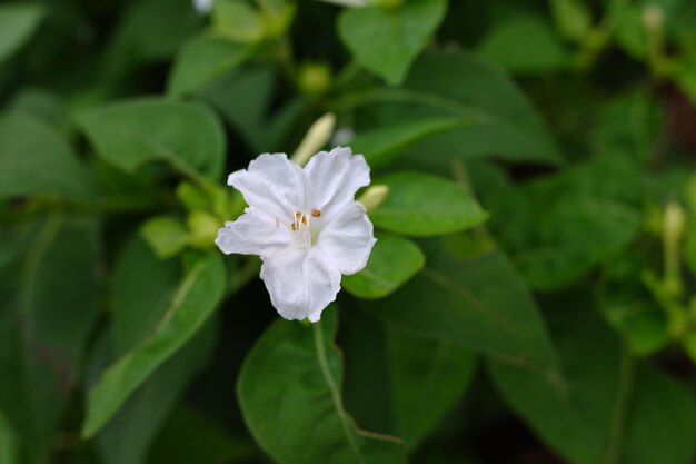 fiori bianchi di una pianta con il nome scientifico Mirabilis jalapa che cresce nel cortile