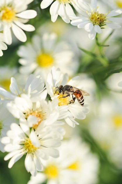 Fiori bianchi e ape con DOF poco profondo