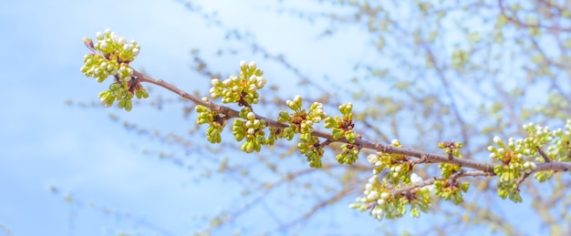 Fiori bianchi e boccioli verdi con foglie su un ramo di ciliegio