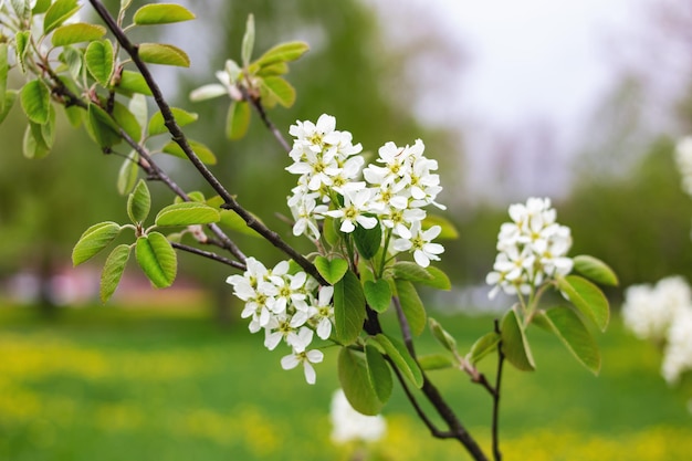 Fiori bianchi e foglie verdi da vicino