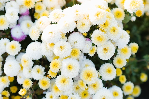 Fiori bianchi e gialli del crisantemo nel giardino