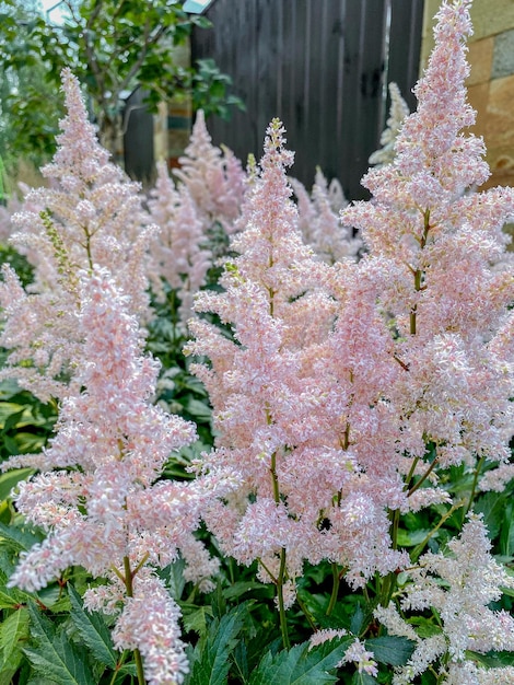 Fiori bianchi e rosa di Astilbe japonica nel giardino