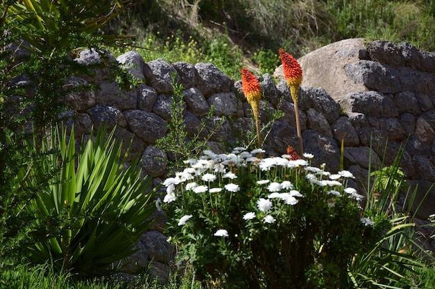 Fiori bianchi e rossi vicino a un recinto di pietra centro storico di Cuzco Perù