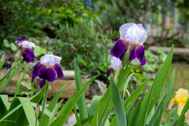 Fiori bianchi e viola con sfondo di foglie verdi