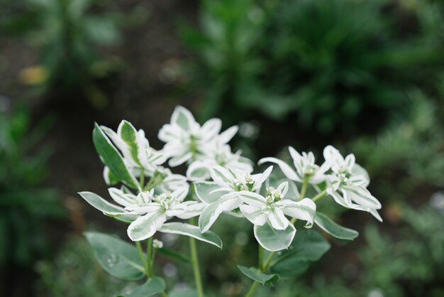 Fiori bianchi euforbia nel giardino