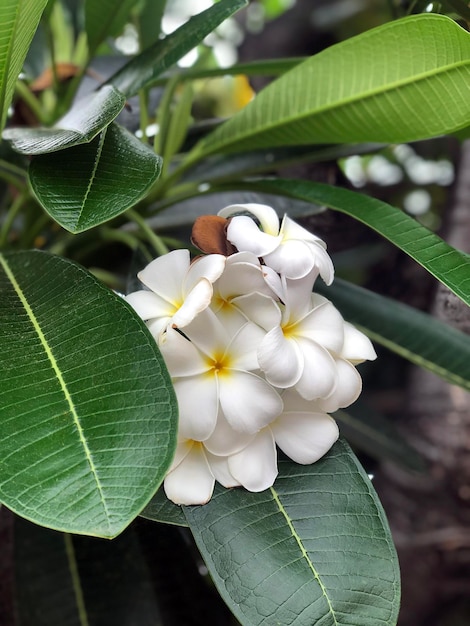 Fiori Bianchi Foglia Verde