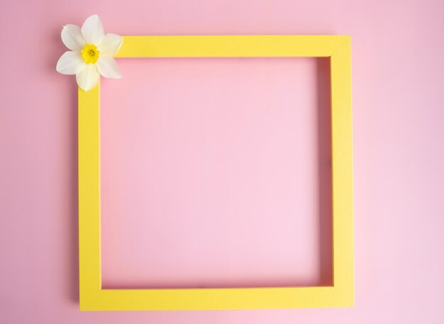 Fiori bianchi freschi di narcisi su sfondo rosa con una cornice gialla vuota Spazio vuoto per la copia del copywriter