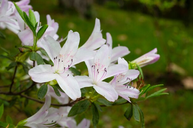 Fiori bianchi in fiore di rododendro. Rhodod ndron visc sum. Progettazione del paesaggio e giardinaggio