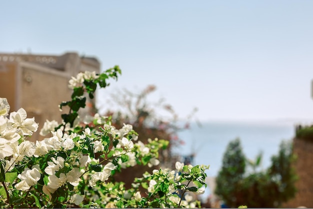 Fiori bianchi in fiore su sfondo naturale